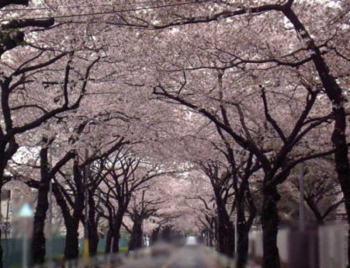Cherry Blossoms